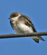 Tree Swallow juvenile